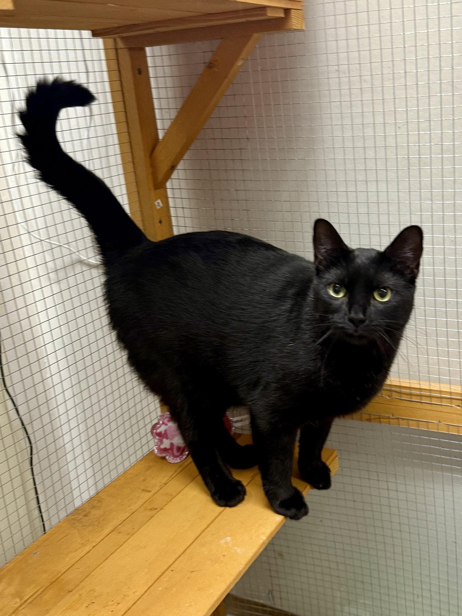 Enlarge CAT - Alice, a Adoptable Domestic Short Hair in GILBERTS, IL image 2/3