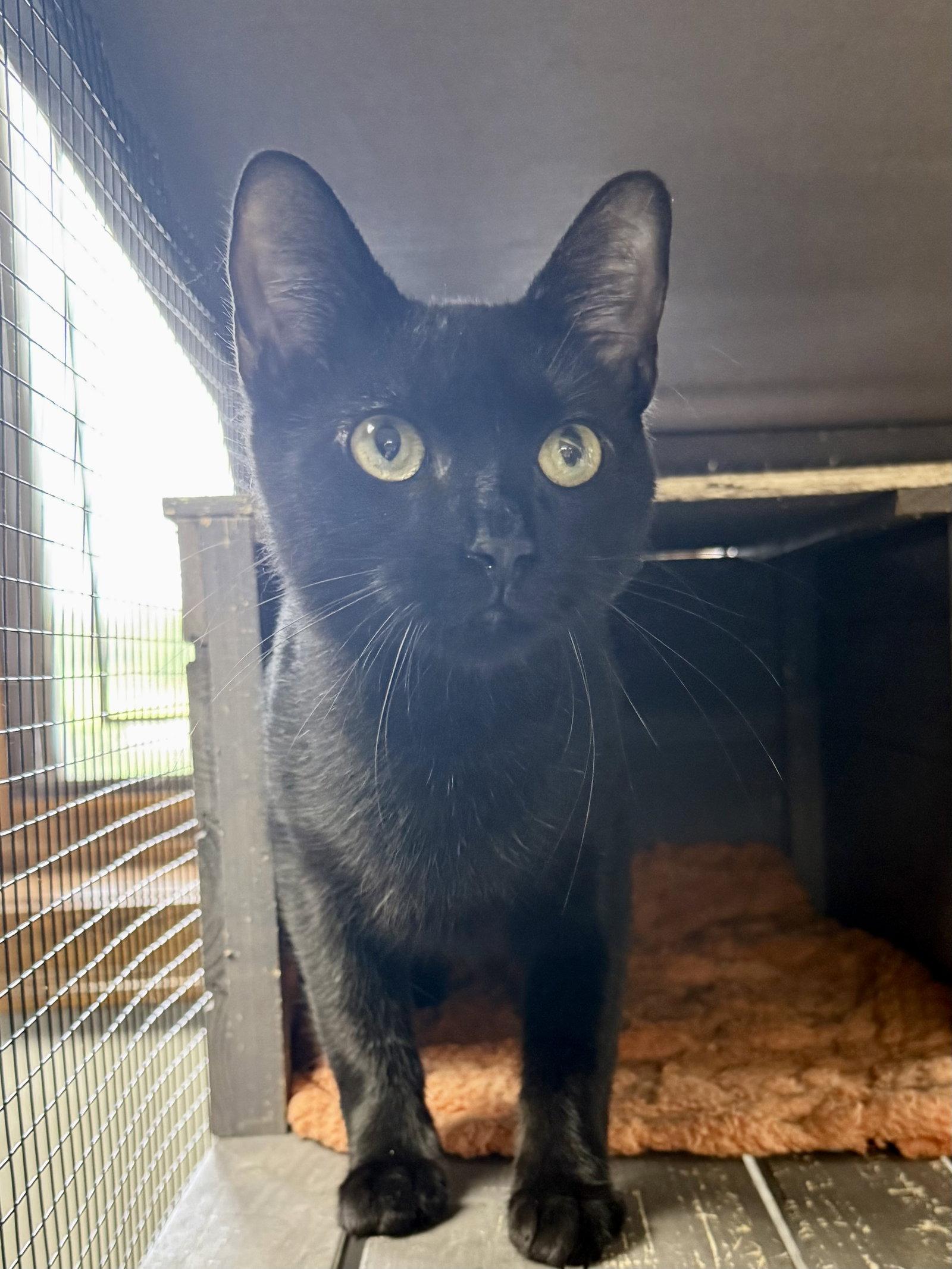 CAT - Alice, Adoptable, Young Female Domestic Short Hair.