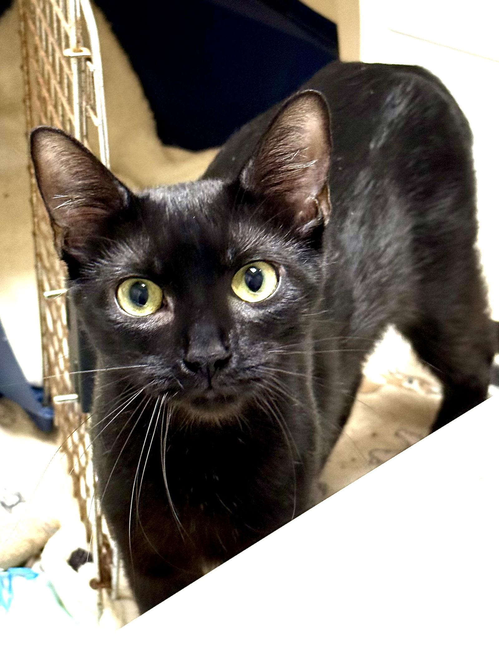 Enlarge CAT - Alice, a Adoptable Domestic Short Hair in GILBERTS, IL image 2/3