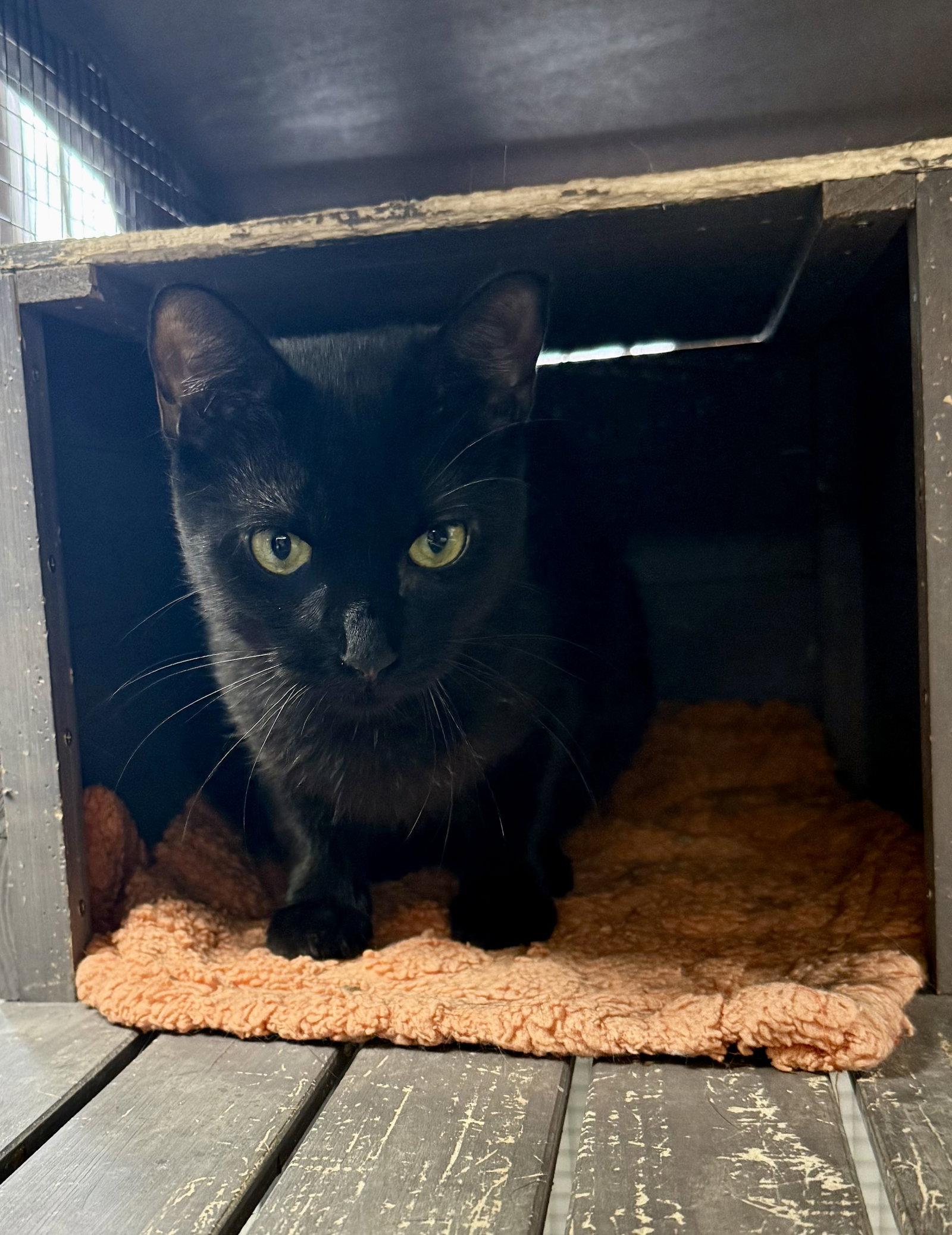 Enlarge CAT - Alice, a Adoptable Domestic Short Hair in GILBERTS, IL image 3/3