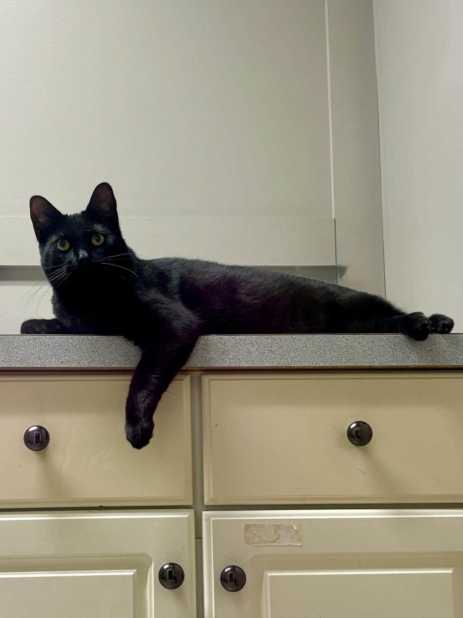 Enlarge CAT - Alice, a Adoptable Domestic Short Hair in GILBERTS, IL image 3/3