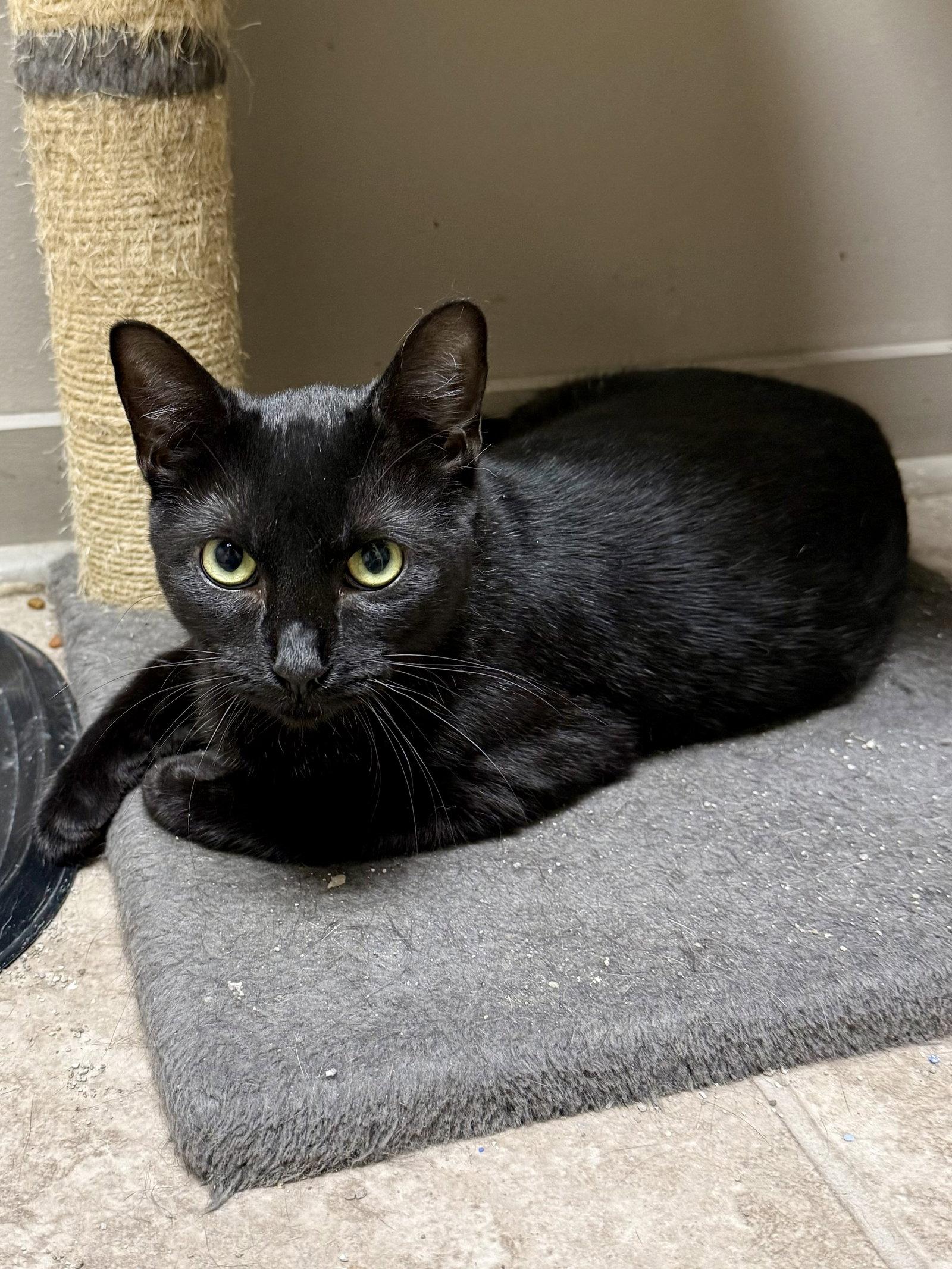 Enlarge CAT - Alice, a Adoptable Domestic Short Hair in GILBERTS, IL image 3/3