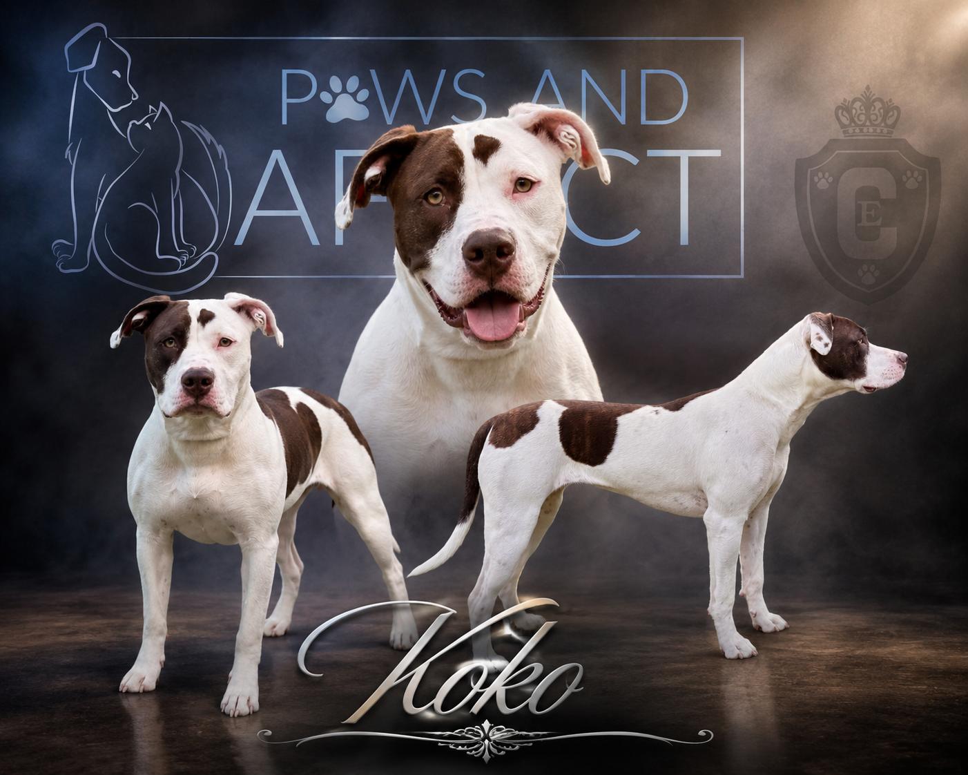 Enlarge Koko, a Adoptable mixed breed in Crystal Lake, IL image 4/4