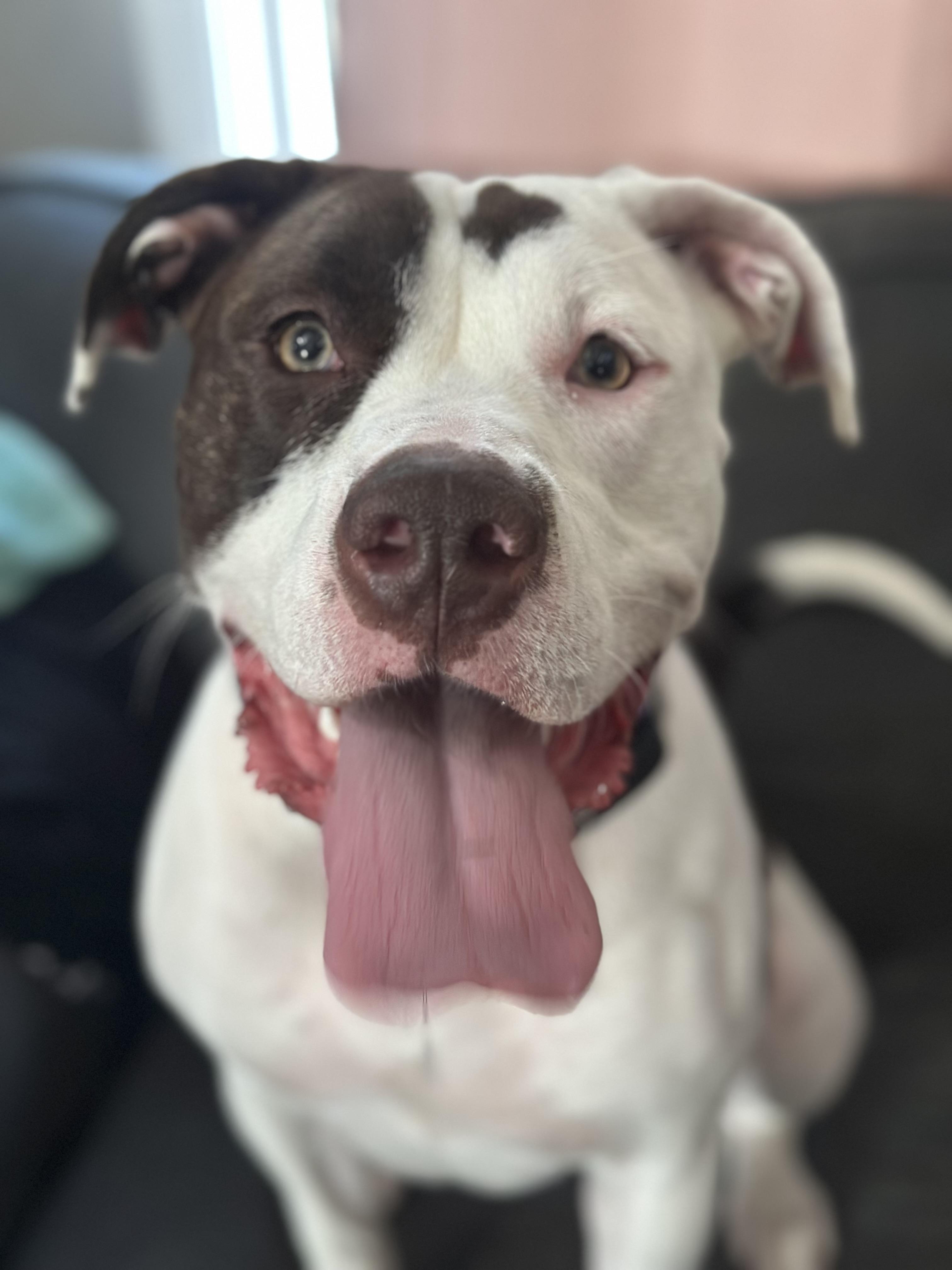 Enlarge Koko, a Adoptable mixed breed in Crystal Lake, IL image 1/4