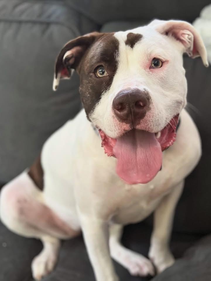 Enlarge Koko, a Adoptable mixed breed in Crystal Lake, IL image 2/4