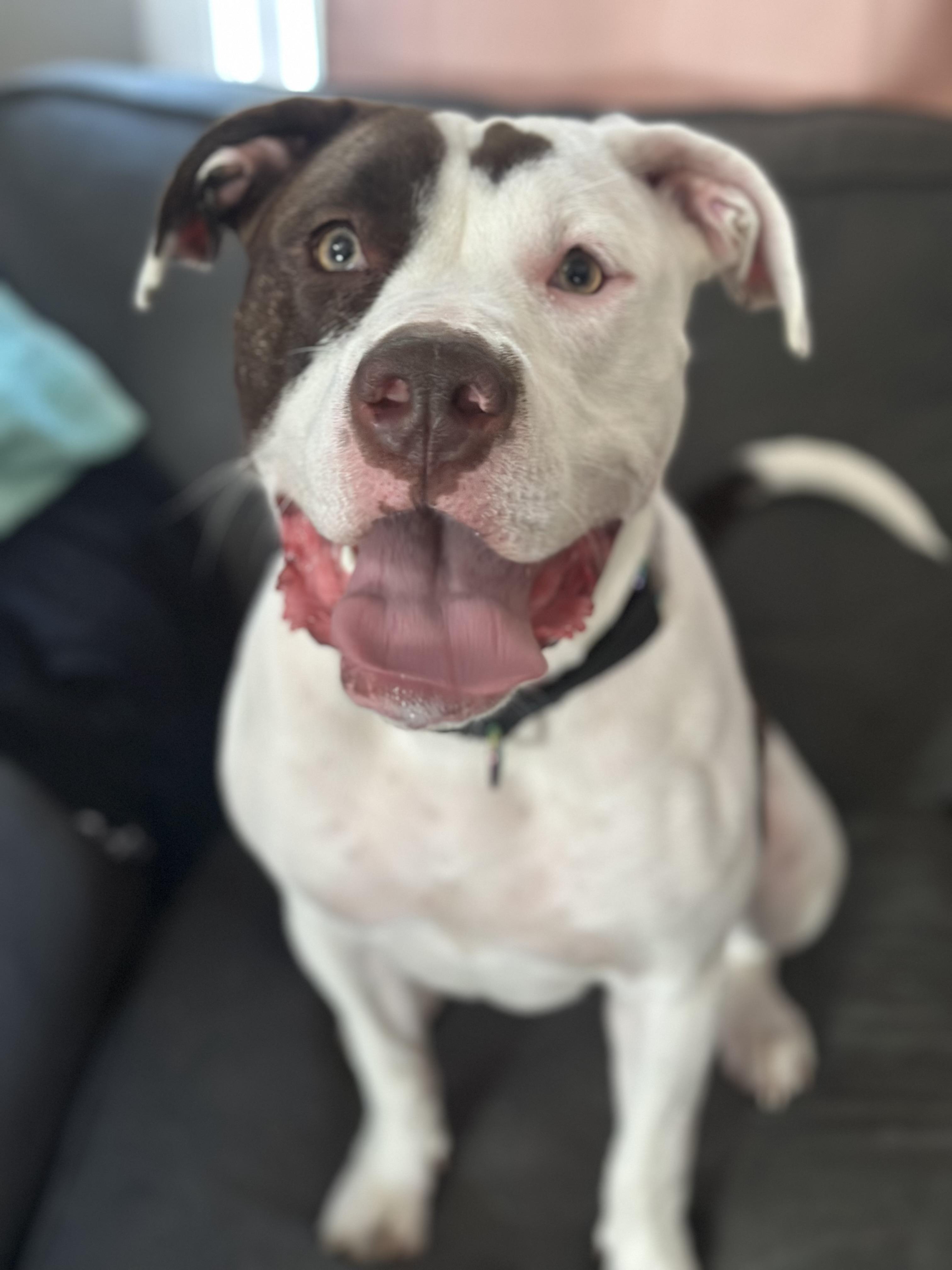 Enlarge Koko, a Adoptable mixed breed in Crystal Lake, IL image 3/4