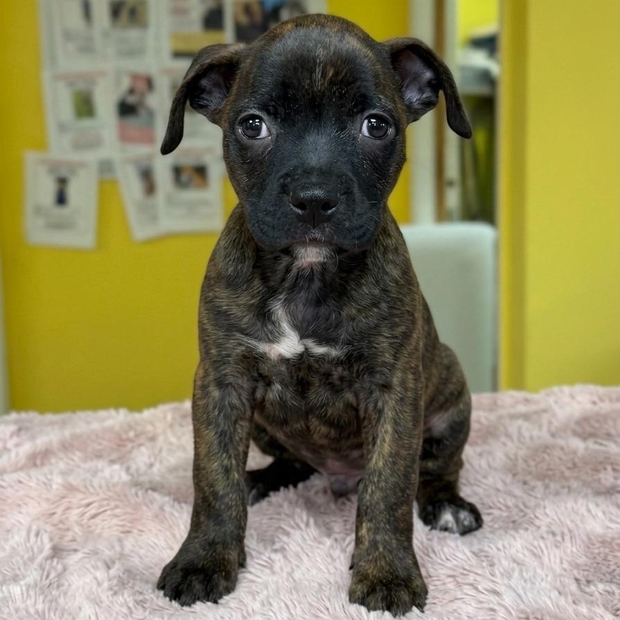 Bean, adopted, Puppy Male Mixed Breed.