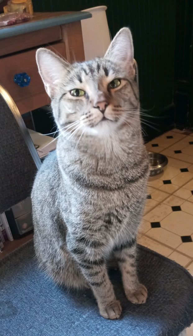 Tesha, Adoptable, Adult Male Tiger.