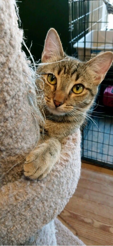 Tesha, a Adoptable mixed breed image 2/6