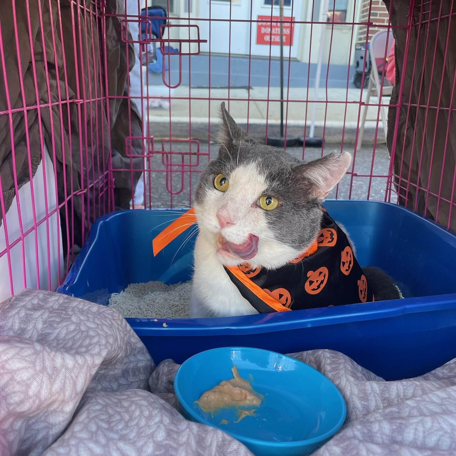 Cole, a Adoptable Tuxedo in Westville, NJ image 2/6