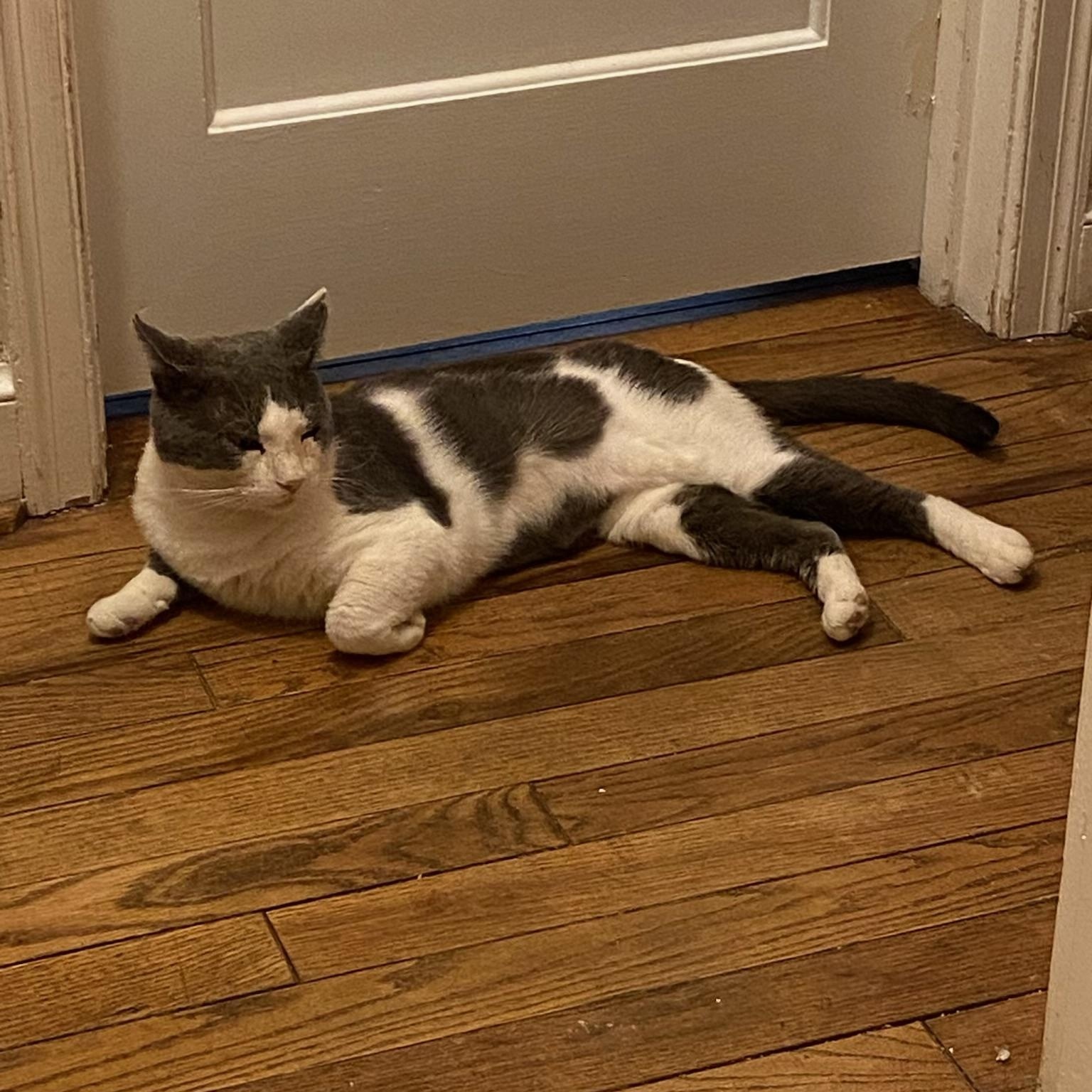 Cole, a Adoptable Tuxedo in Westville, NJ image 3/6