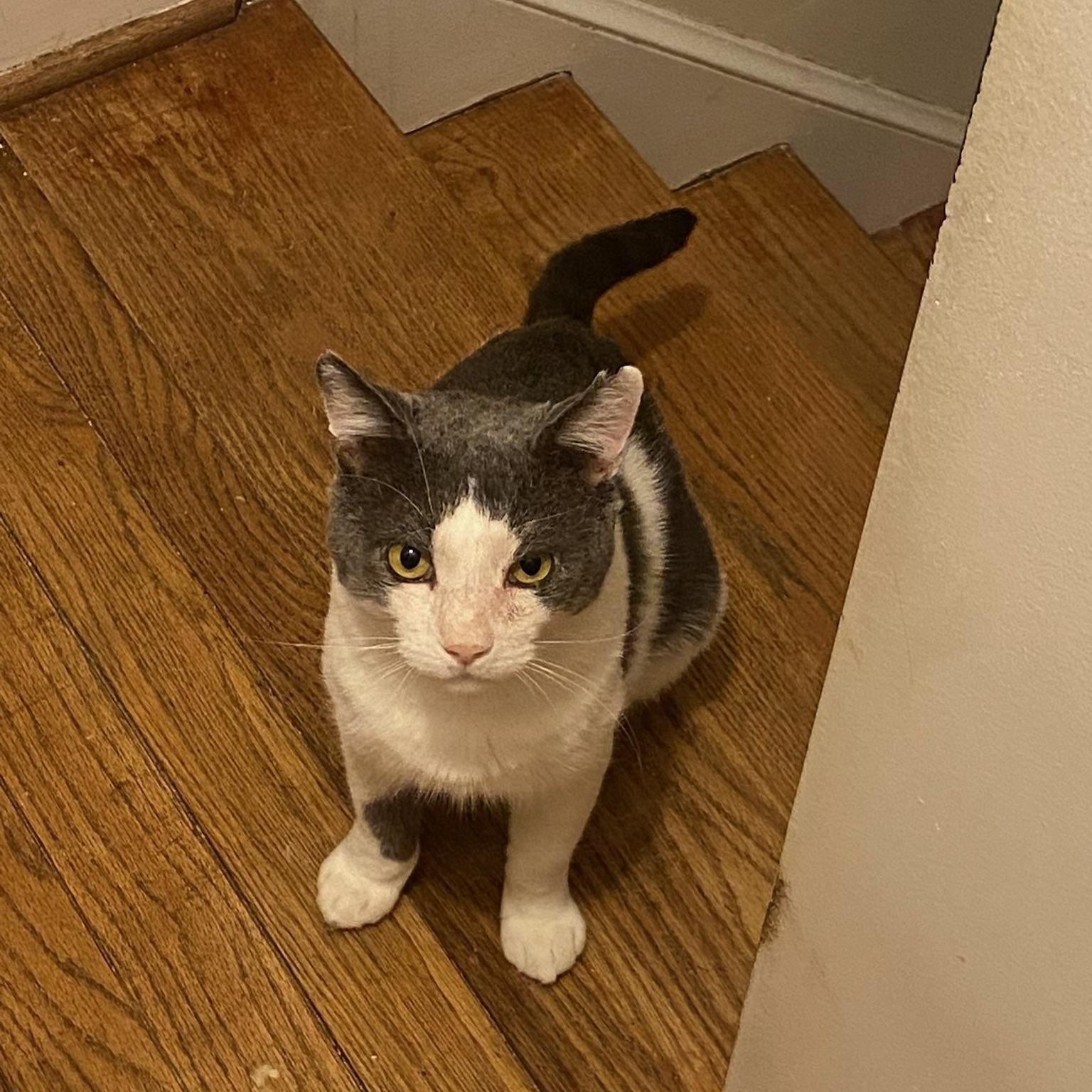 Cole, Adoptable, Adult Male Tuxedo.