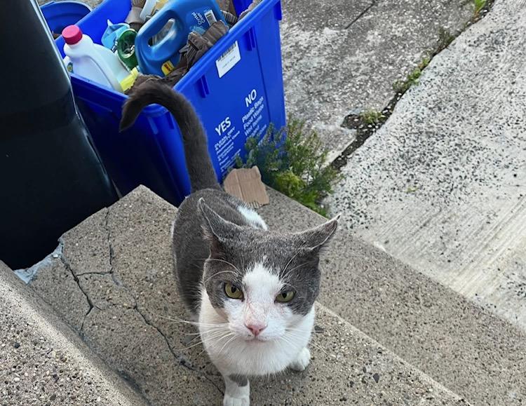 Cole, a Adoptable Tuxedo in Westville, NJ image 4/6