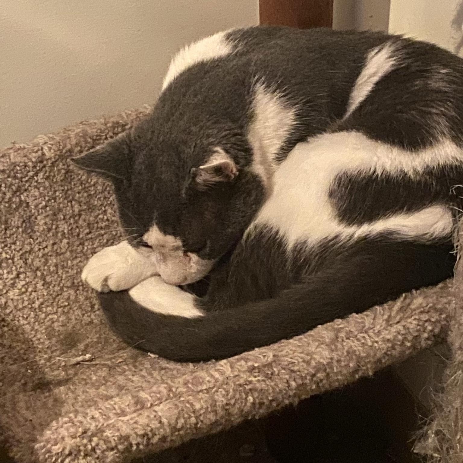 Cole, a Adoptable Tuxedo in Westville, NJ image 5/6