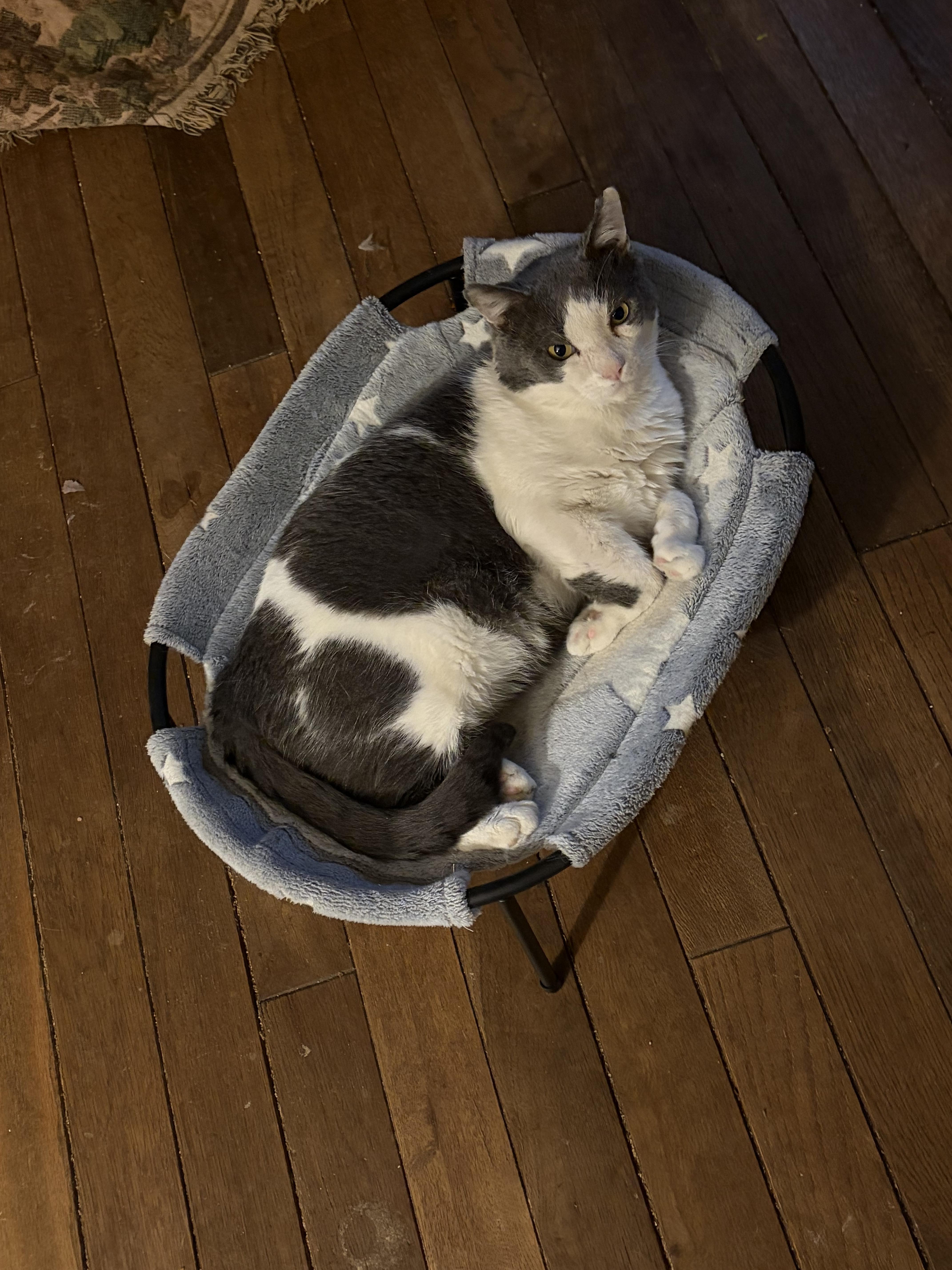 Cole, Adoptable, Adult Male Tuxedo.