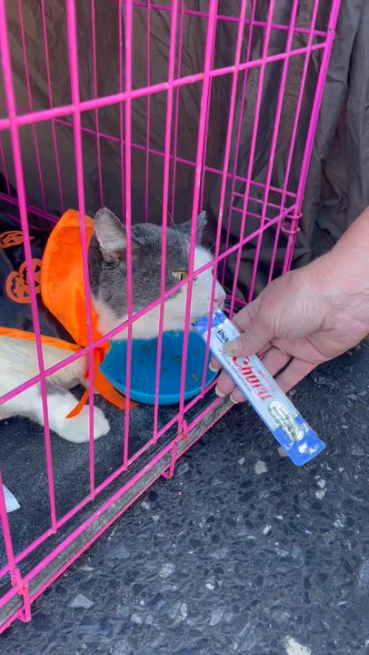 Enlarge Cole, a Adoptable Tuxedo in Westville, NJ video 6/6