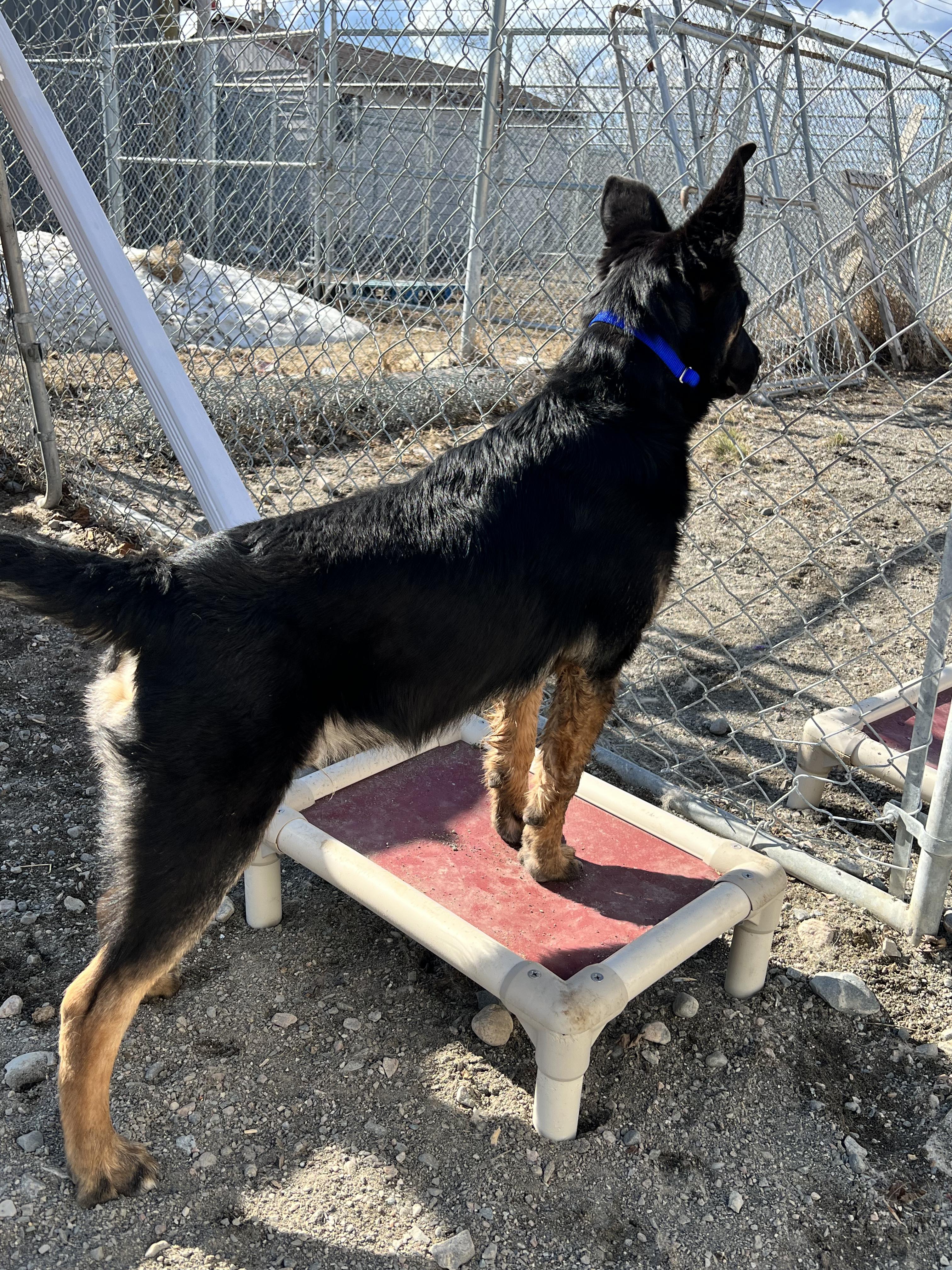 Enlarge Rex, a Adoptable mixed breed in Thompson, MB image 2/3