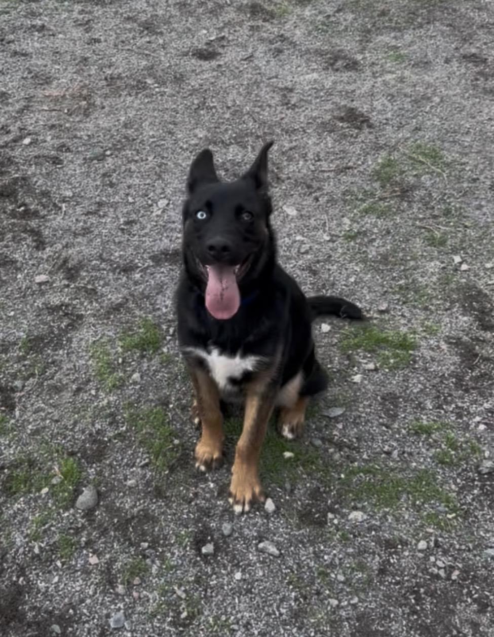 Enlarge Rex, a Adoptable mixed breed in Thompson, MB image 1/3