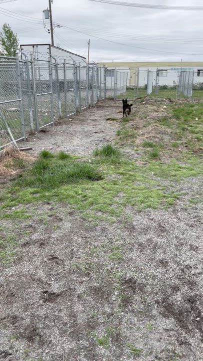 Enlarge Rex, a Adoptable mixed breed in Thompson, MB video 3/3