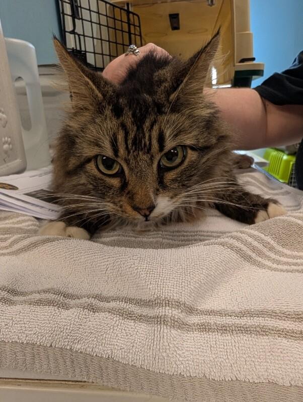 Havarti, Adoptable, Adult Female Domestic Long Hair.