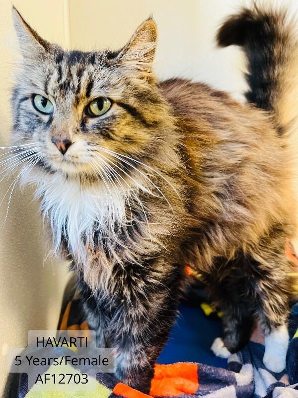 Havarti, a Adoptable Domestic Long Hair in Supply, NC image 2/2