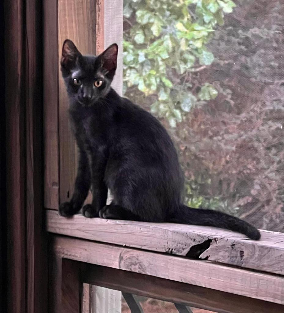 Enlarge Duke, a Adopted mixed breed in Hoover , AL image 2/5