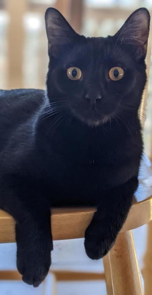 Enlarge Duke, a Adopted mixed breed in Hoover , AL image 3/5