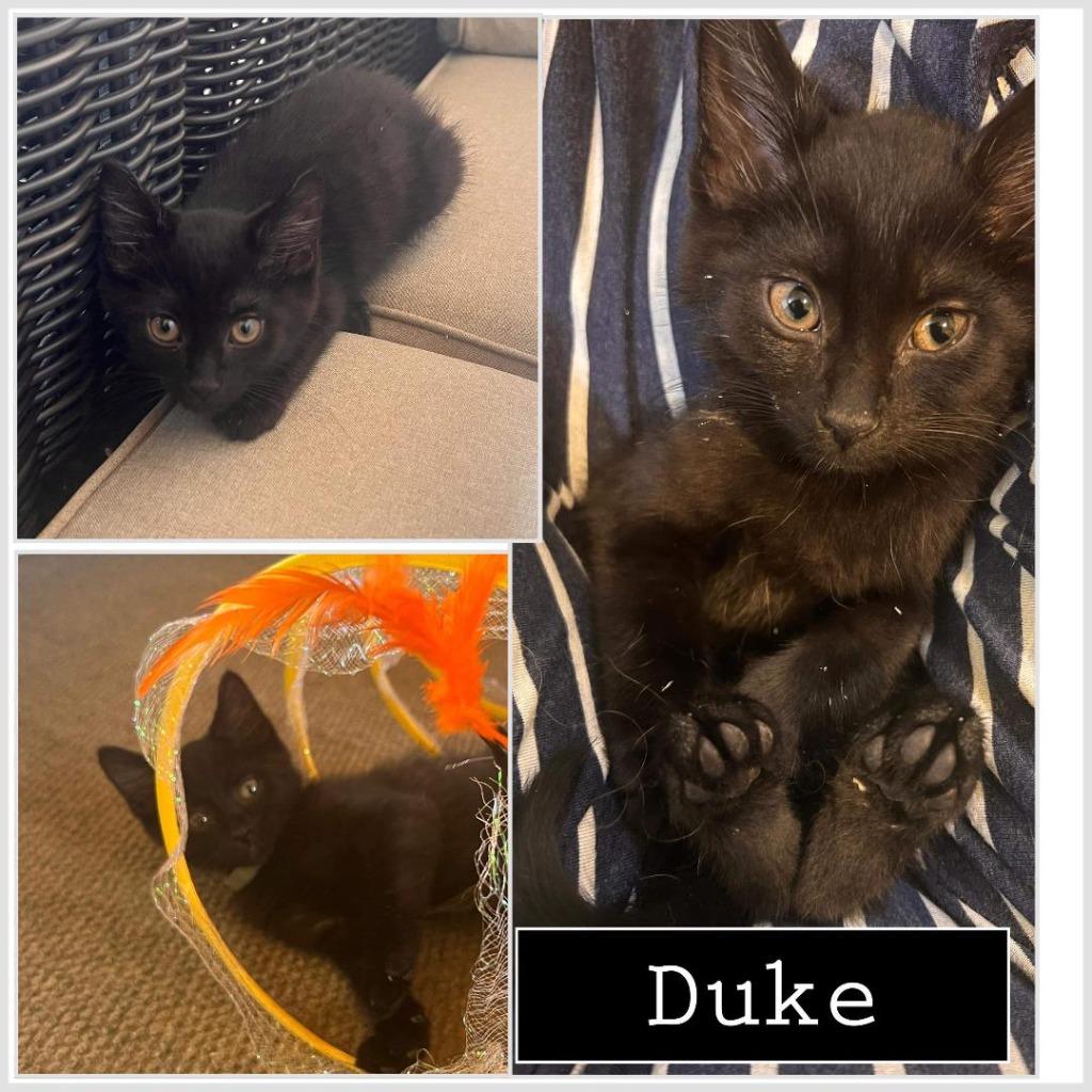Enlarge Duke, a Adopted mixed breed in Hoover , AL image 4/5