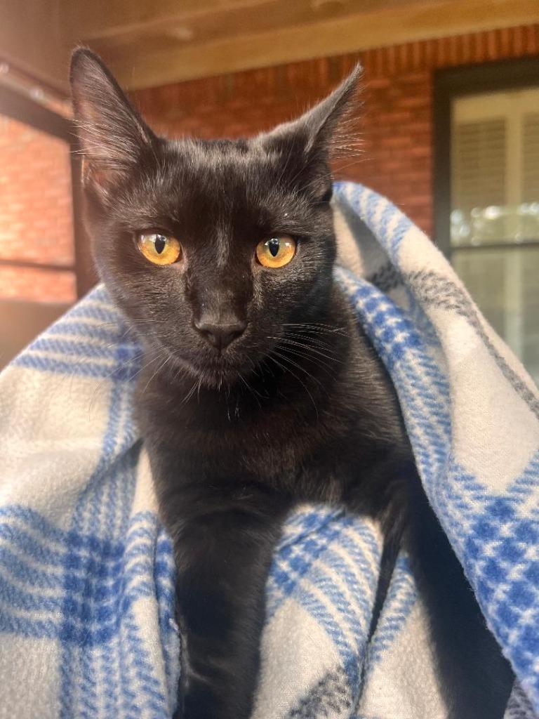 Enlarge Duke, a Adopted mixed breed in Hoover , AL image 5/5