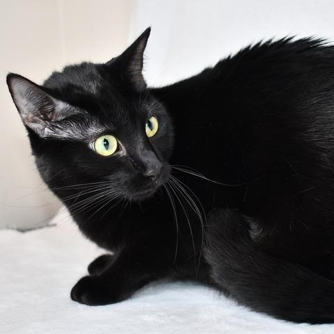 Cora, a Adoptable Domestic Short Hair in Johnson City, TN image 1/6