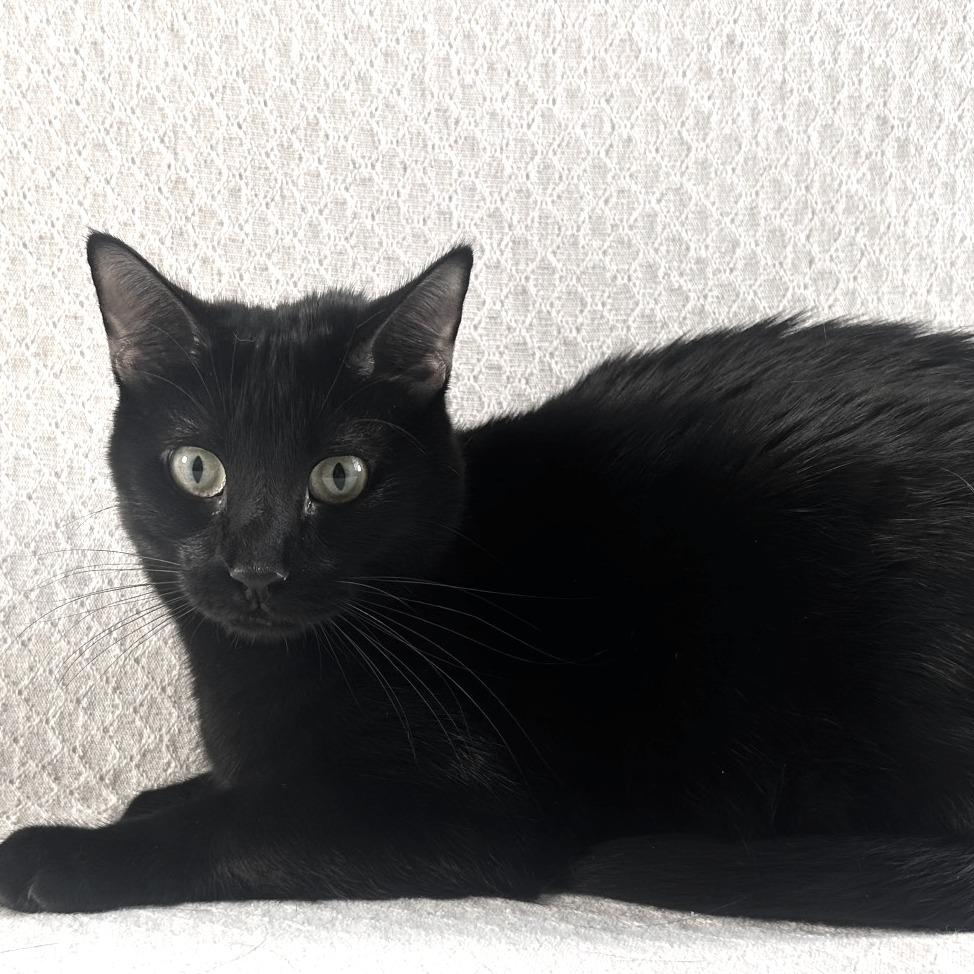 Coven, Adoptable, Young Female Domestic Short Hair.