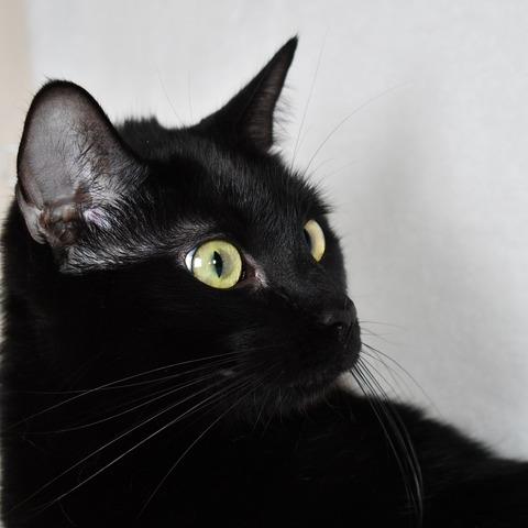 Cora, a Adoptable Domestic Short Hair in Johnson City, TN image 3/6