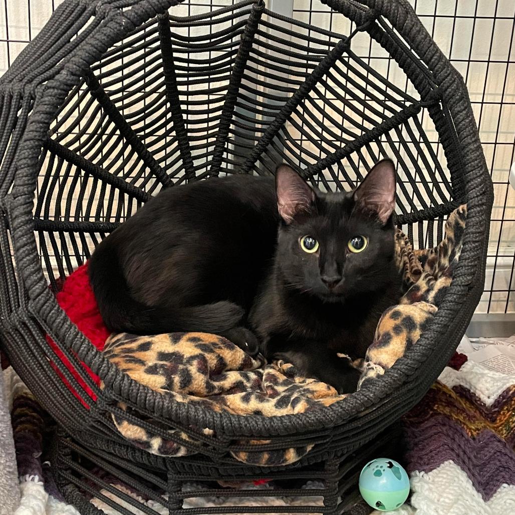 Enlarge Coven, a Adoptable Domestic Short Hair in Johnson City, TN image 2/5