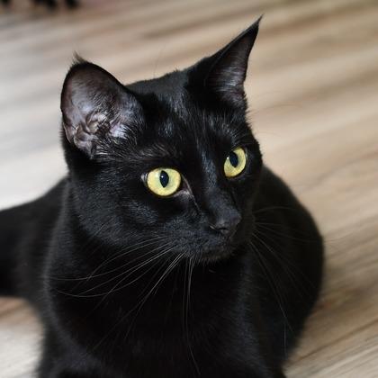 Cora, a Adoptable Domestic Short Hair in Johnson City, TN image 5/6