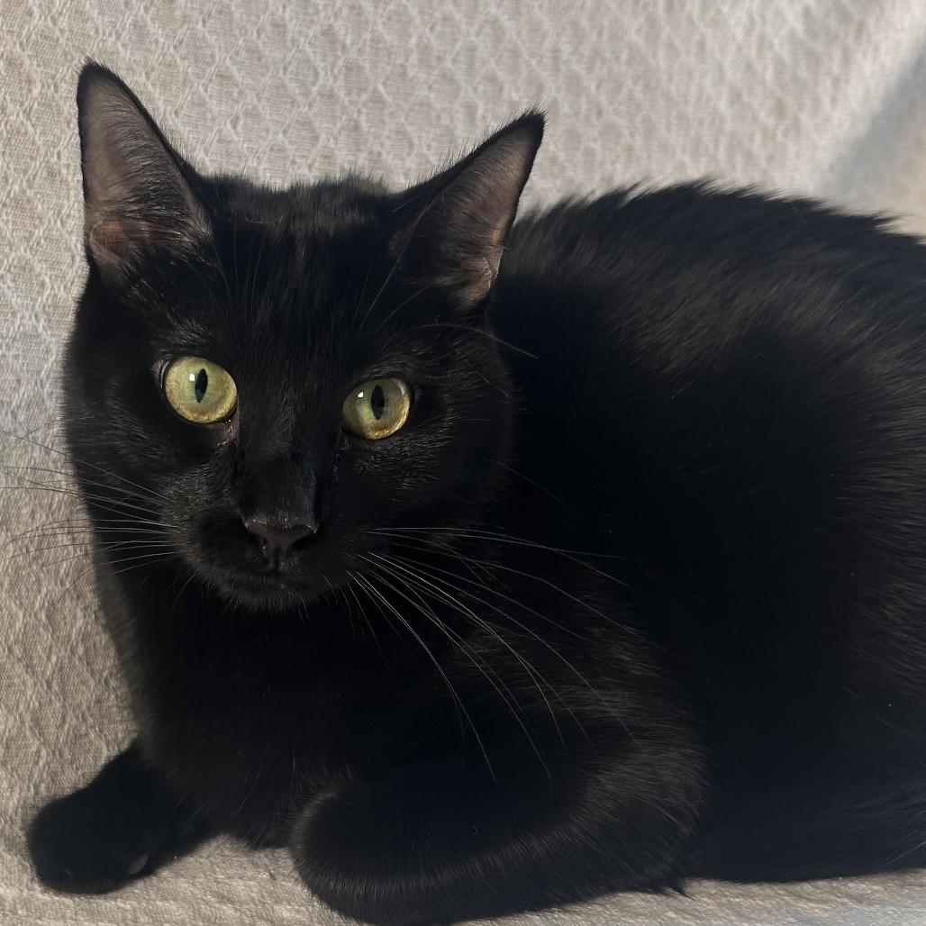 Enlarge Coven, a Adoptable Domestic Short Hair in Johnson City, TN image 3/5
