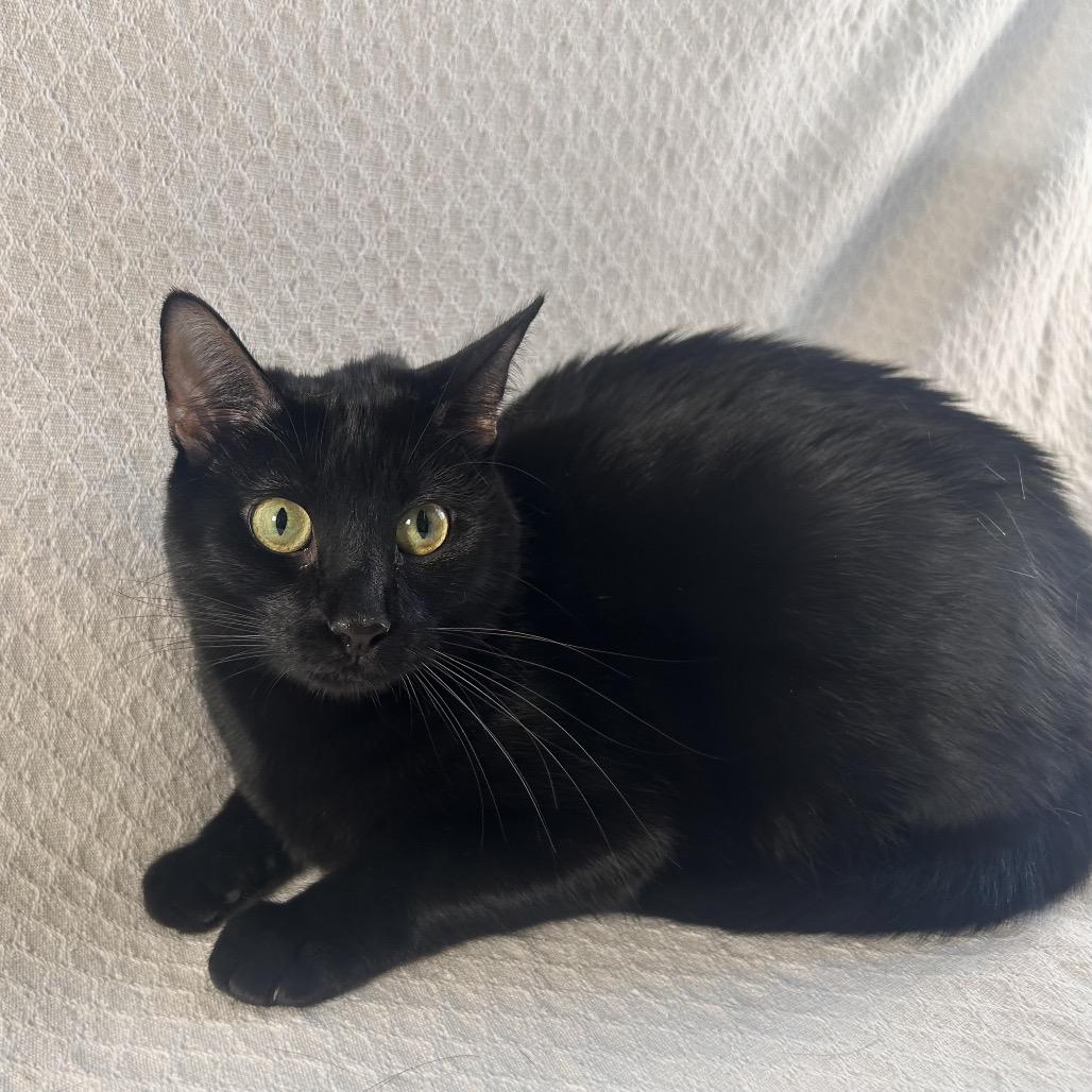 Enlarge Coven, a Adoptable Domestic Short Hair in Johnson City, TN image 4/5