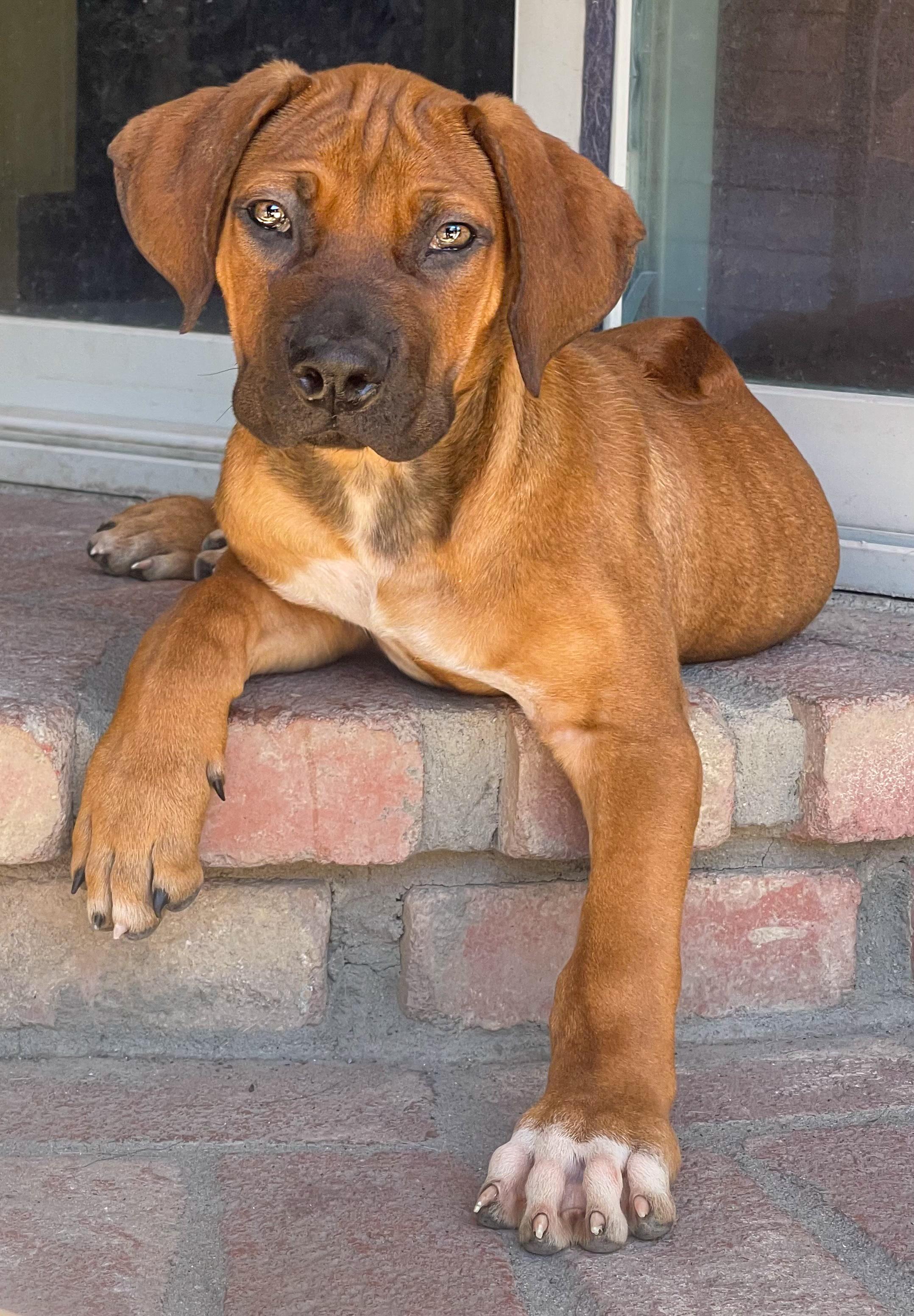 JETHRO, ADOPTABLE, Puppy Male Boerboel & Rhodesian Ridgeback.