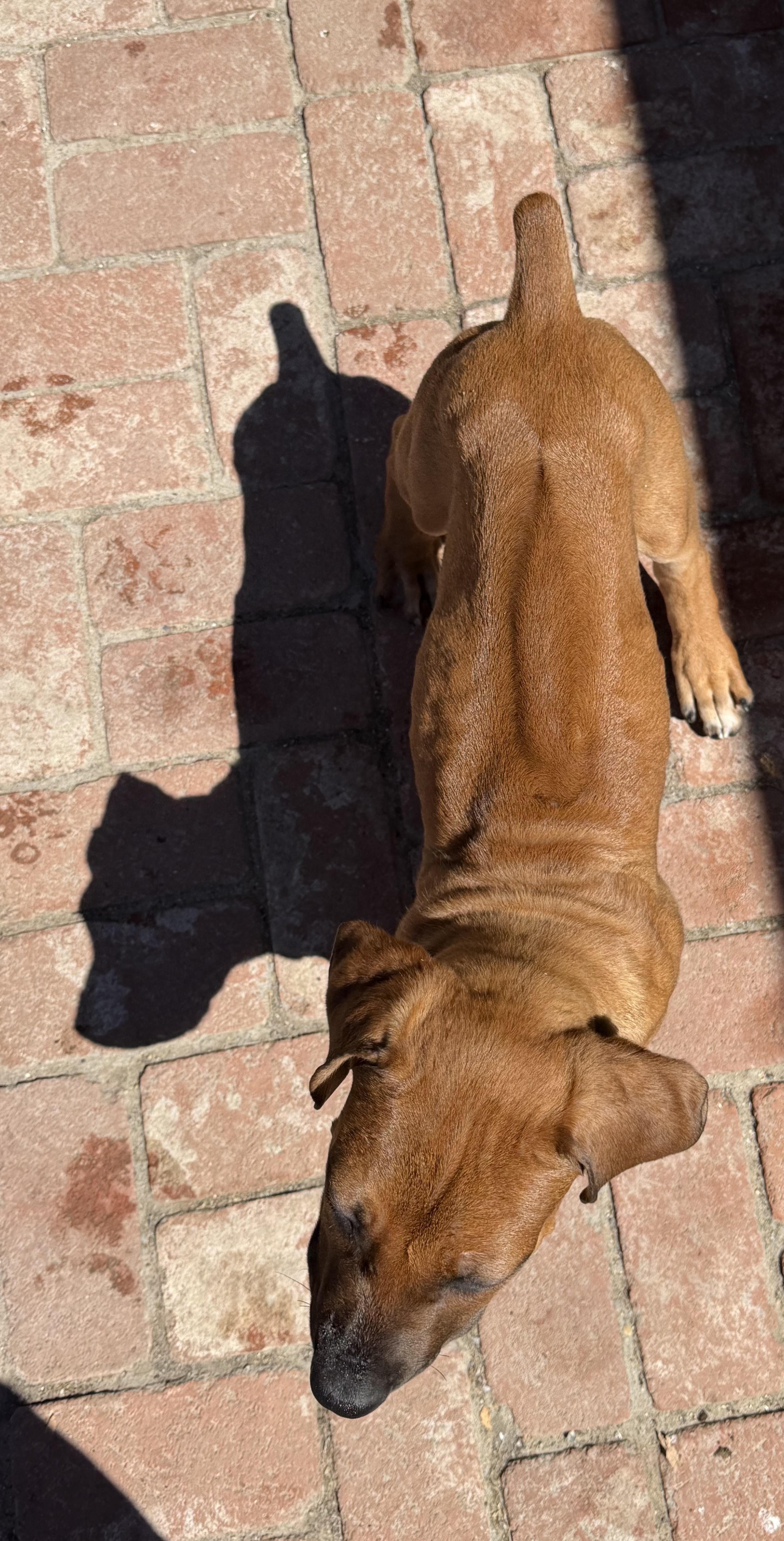 JETHRO, a ADOPTABLE mixed breed in Oroville , CA image 3/6