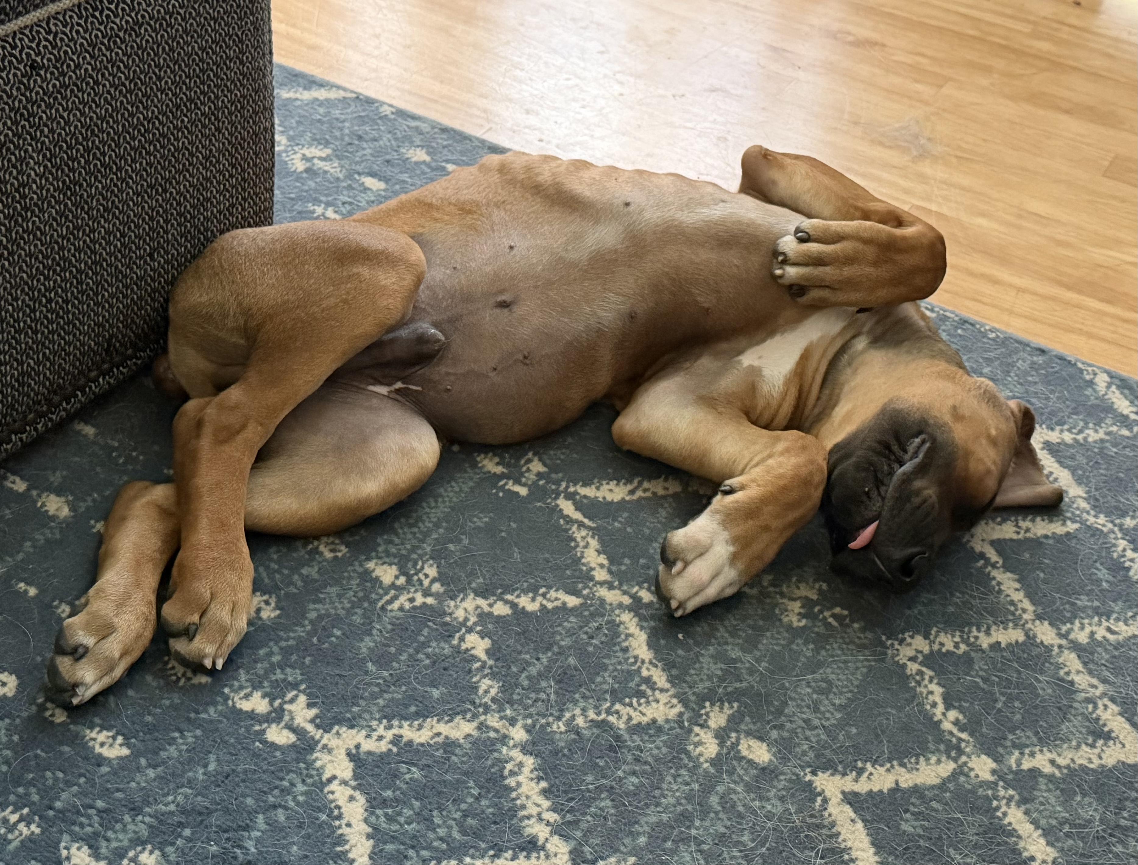 JETHRO, a ADOPTABLE mixed breed in Oroville , CA image 4/6