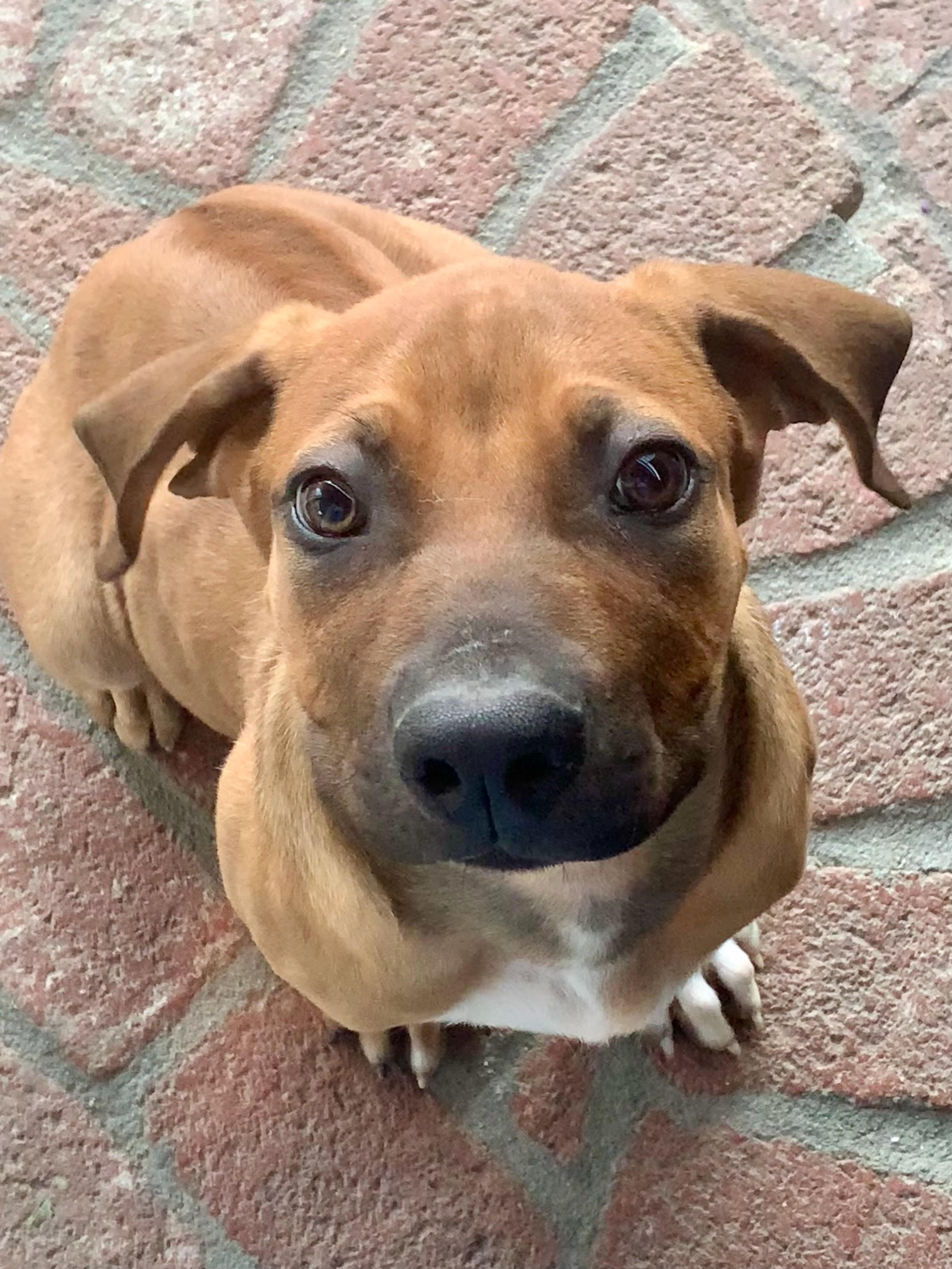 JETHRO, a ADOPTABLE mixed breed in Oroville , CA image 5/6