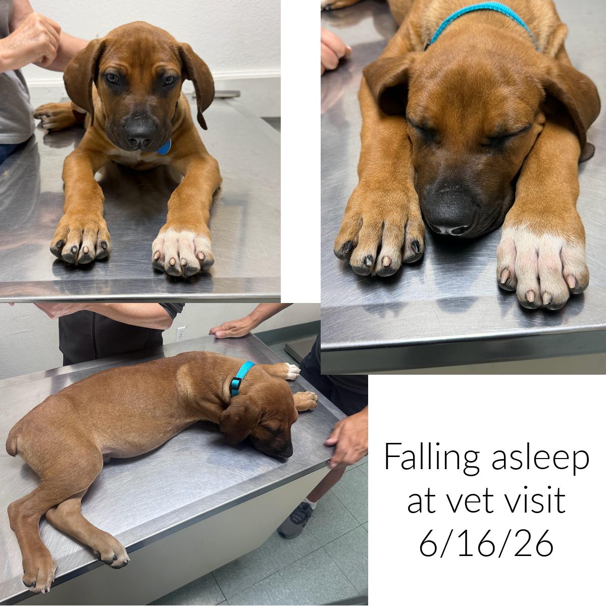 JETHRO, a ADOPTABLE mixed breed in Oroville , CA image 6/6