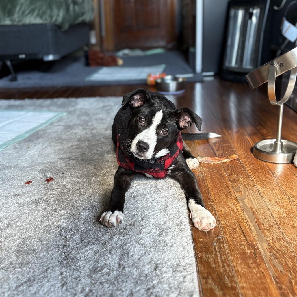 MJ, Adoptable, Young Male Mixed Breed & Hound.