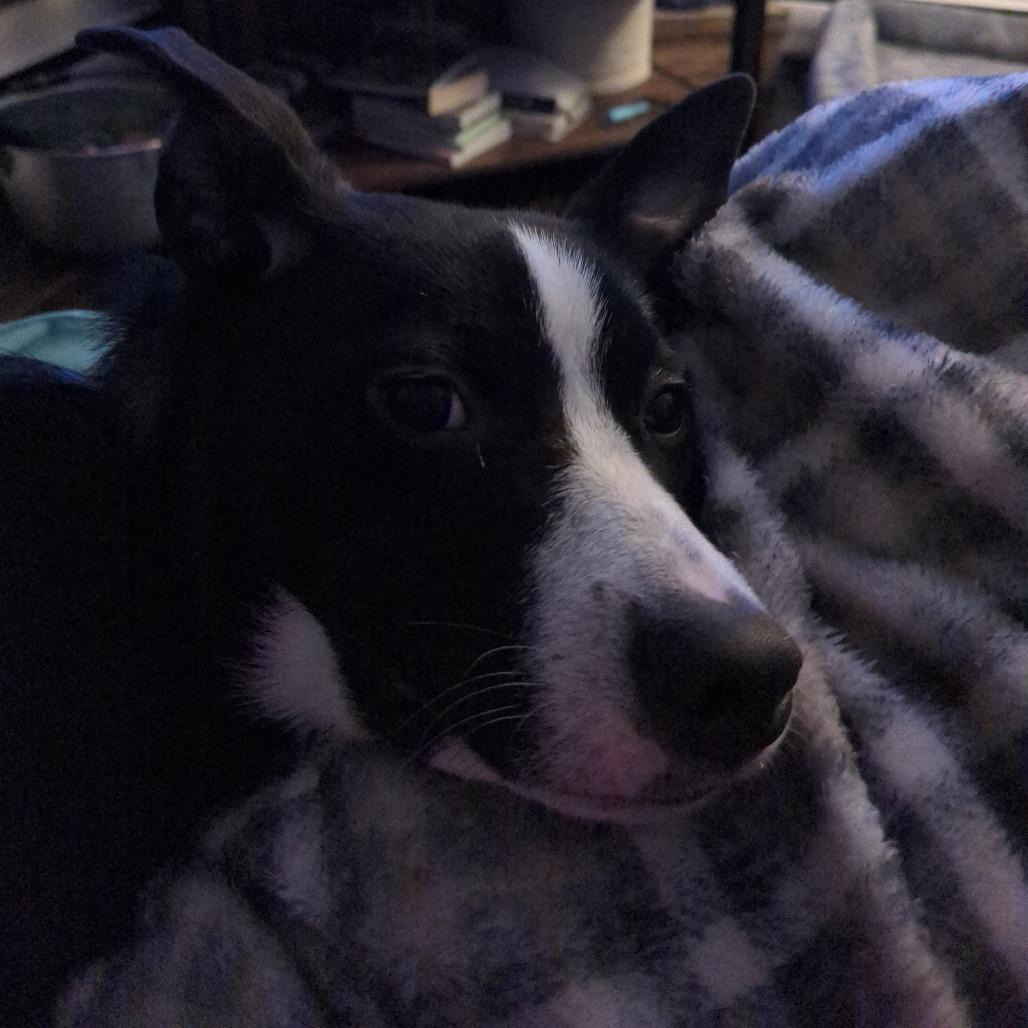 Enlarge MJ, a Adoptable mixed breed in Alexandria, VA image 2/6