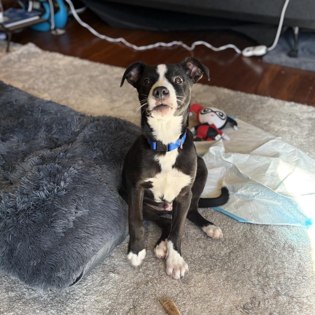 Enlarge MJ, a Adoptable mixed breed in Alexandria, VA image 4/6