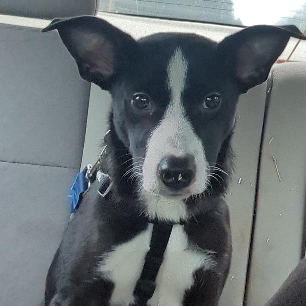 Enlarge MJ, a Adoptable mixed breed in Alexandria, VA image 5/6