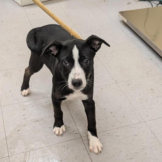 Enlarge MJ, a Adoptable mixed breed in Alexandria, VA image 6/6