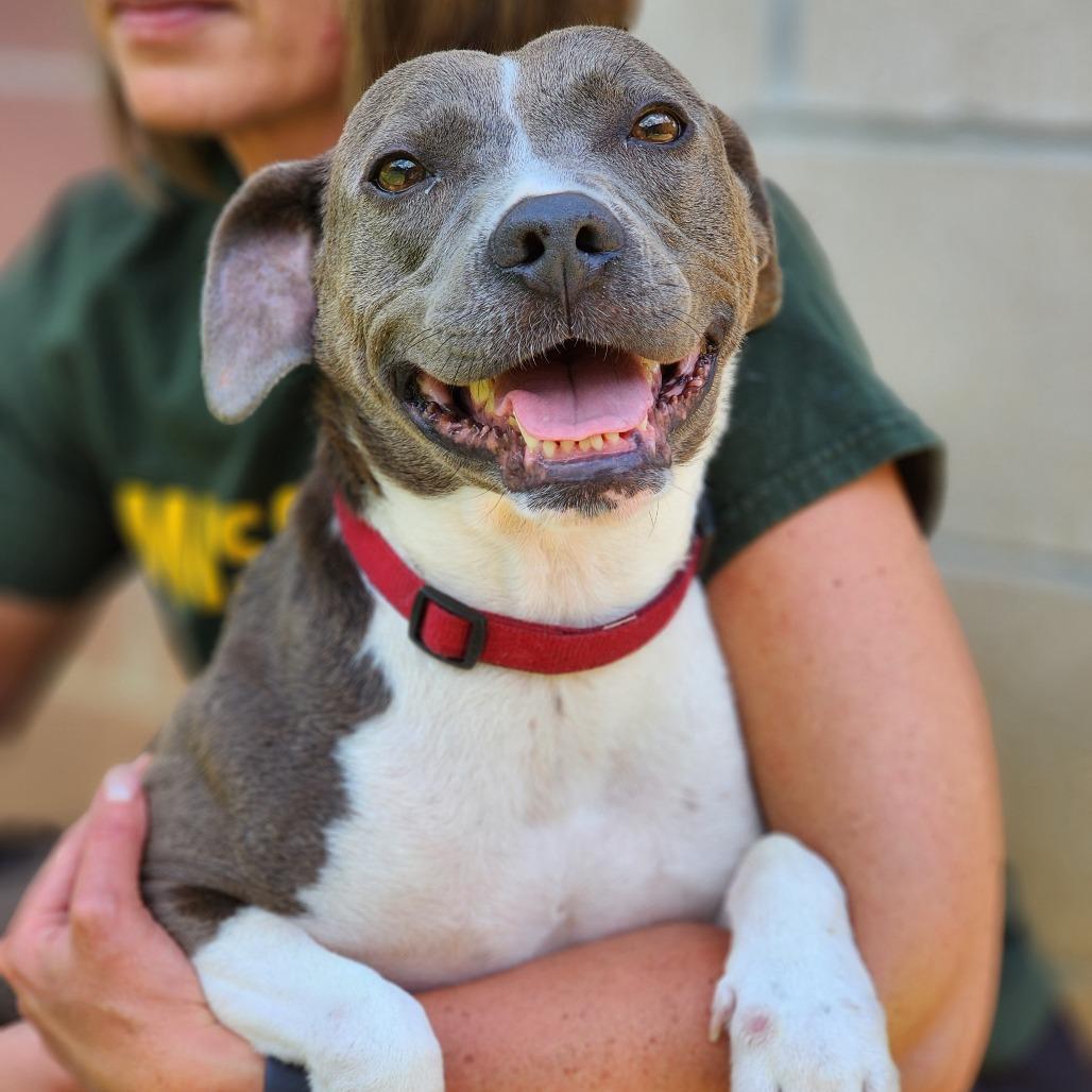 Farrah, Adoptable, Adult Female Terrier.