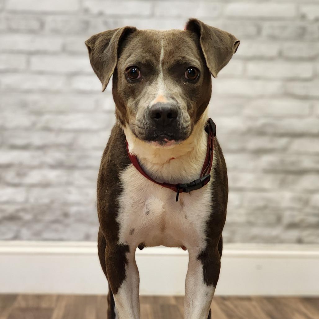 Enlarge Farrah, a Adoptable Terrier in Montgomery, AL image 1/2