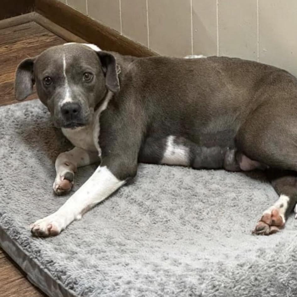 Enlarge Farrah, a Adoptable Terrier in Montgomery, AL image 2/2