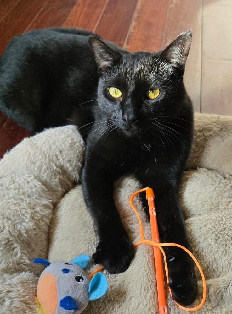 Enlarge Leopardo, a Adoptable Domestic Short Hair in Homer Glen, IL image 1/2